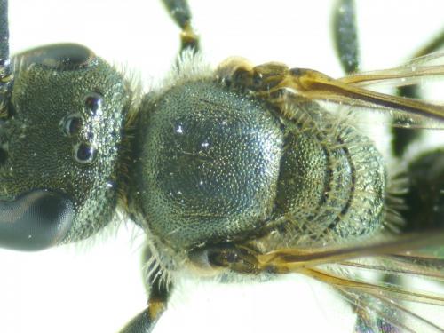 Réf. 240 643 : Lasioglossum morio